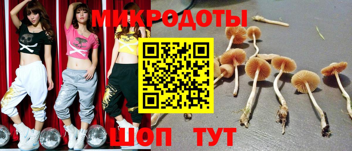 Псилоцибиновые грибы Psilocybe Удомля